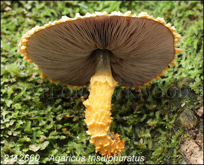 Agaricus trisulphuratus