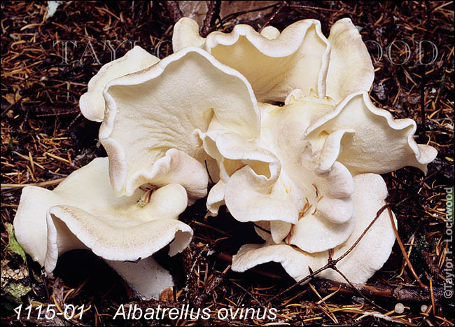 Albatrellus ovinus