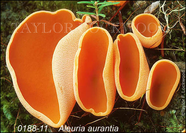 Aleuria aurantia