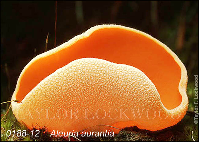 Aleuria aurantia