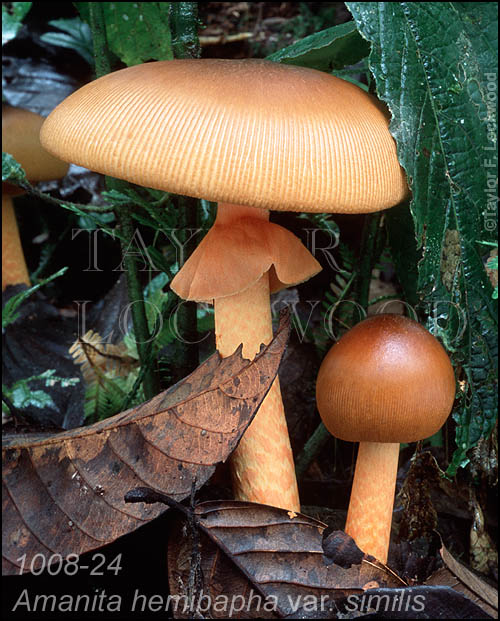 Amanita hemibapha var. similis