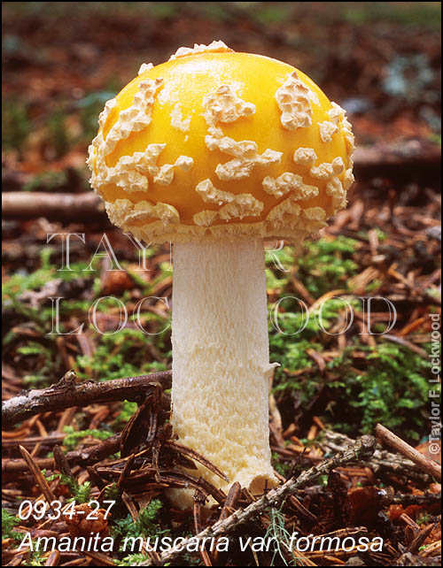 Amanita muscaria var. formosa