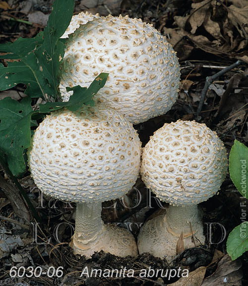 Amanita abrupta