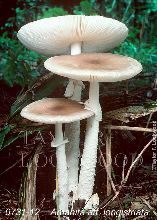 Amanita aff. longistriata