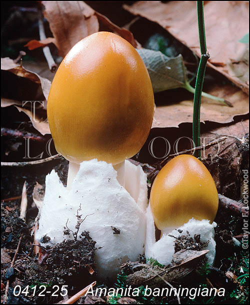 Amanita banningiana