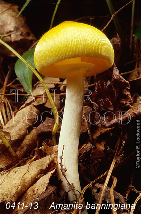 Amanita banningiana