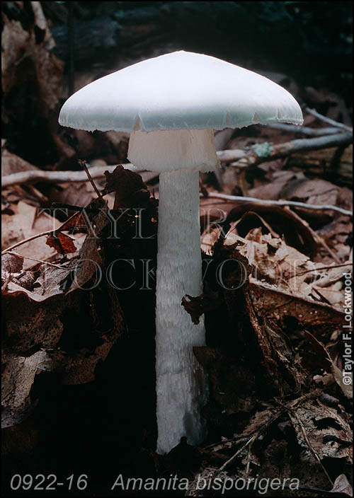 Amanita bisporigera