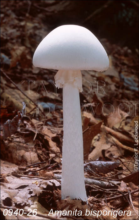 Amanita bisporigera