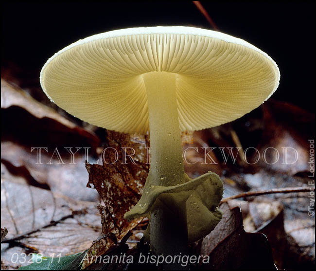 Amanita bisporigera