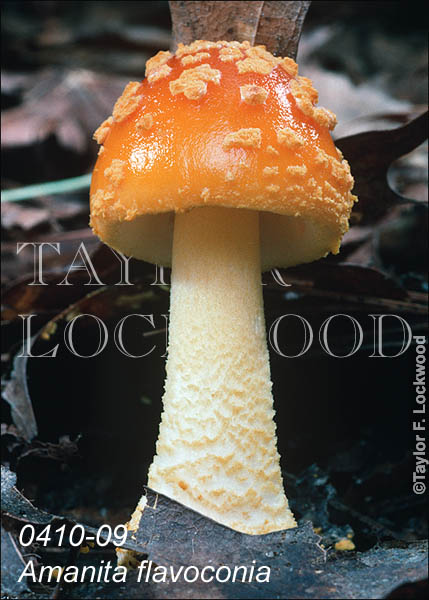 Amanita flavoconia