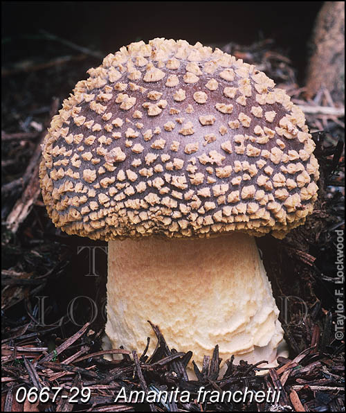 Amanita franchetii