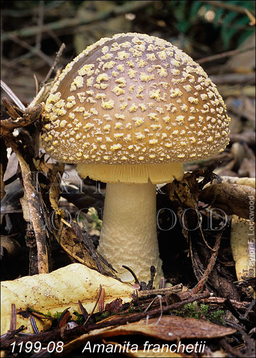 Amanita franchetii