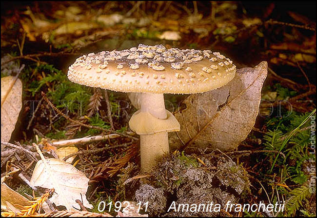 Amanita franchetii