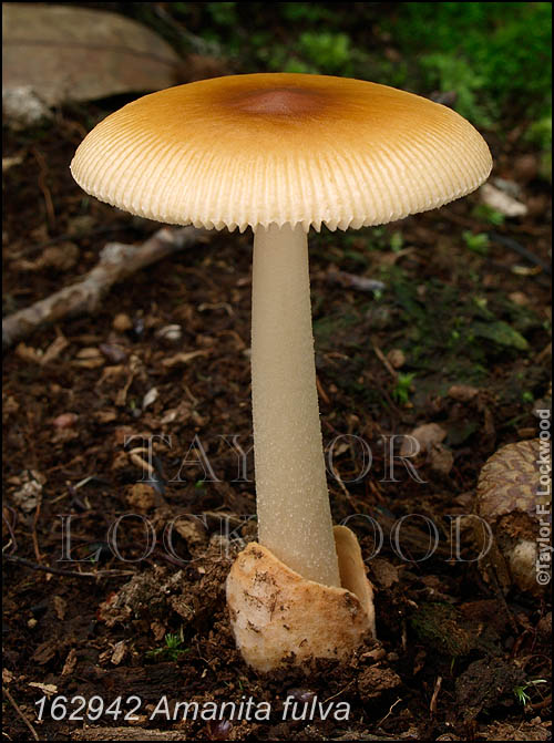 Amanita fulva