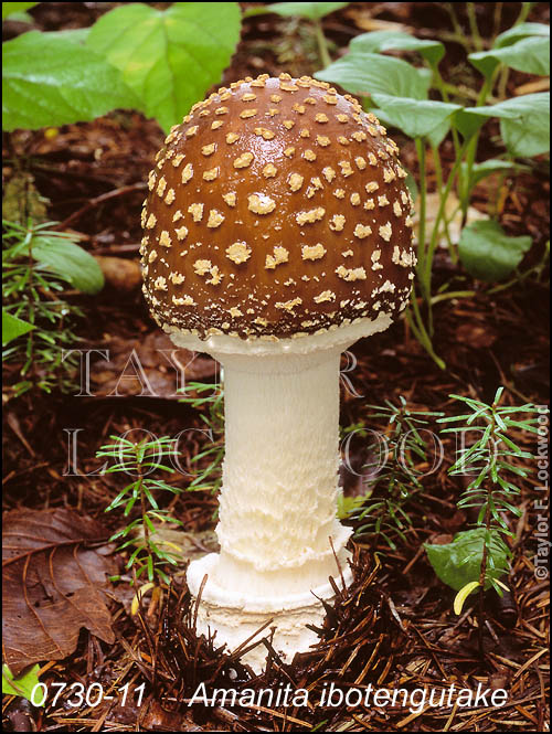 Amanita ibotengutake