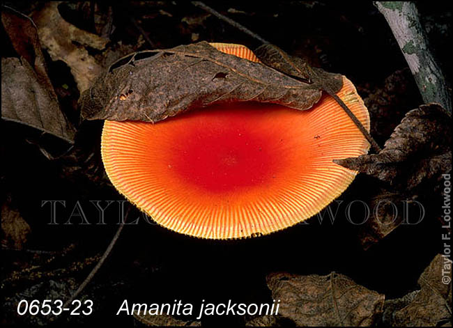 Amanita jacksonii