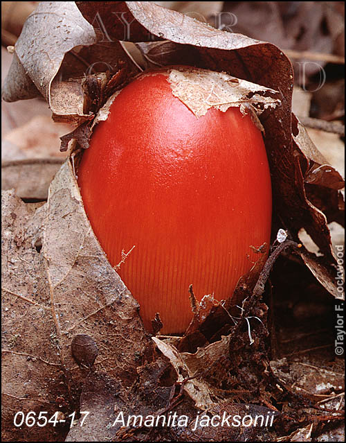 Amanita jacksonii