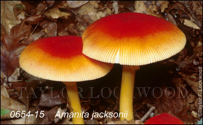 Amanita jacksonii