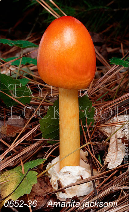 Amanita jacksonii