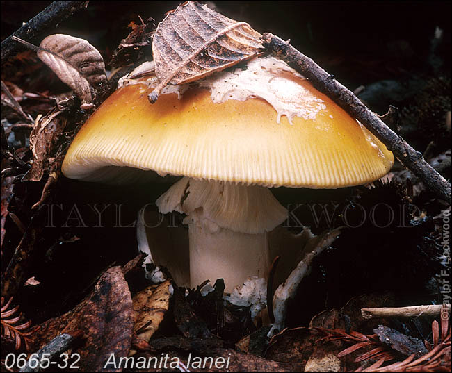 Amanita lanei