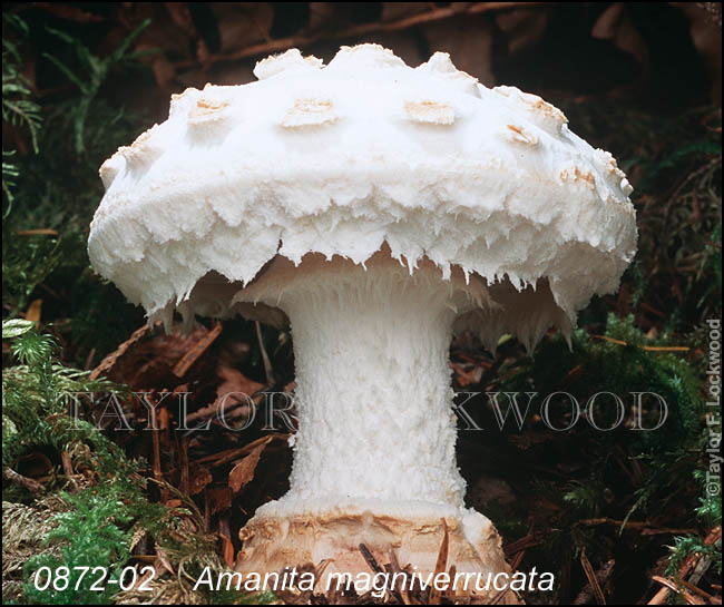 Amanita magniverrucata