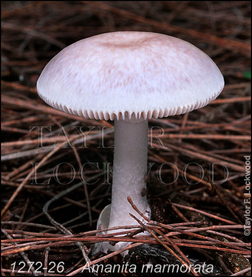 Amanita marmorata