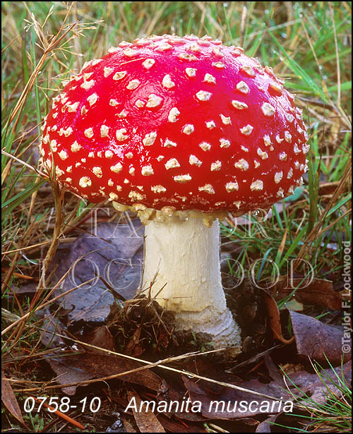 Amanita muscaria