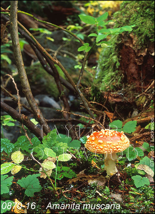 Amanita muscaria