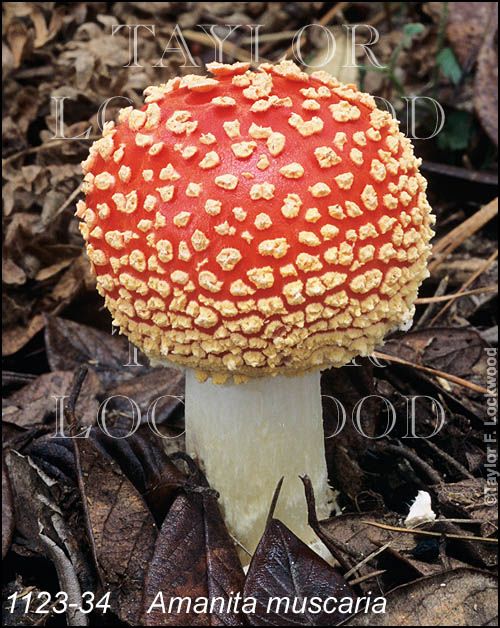 Amanita muscaria