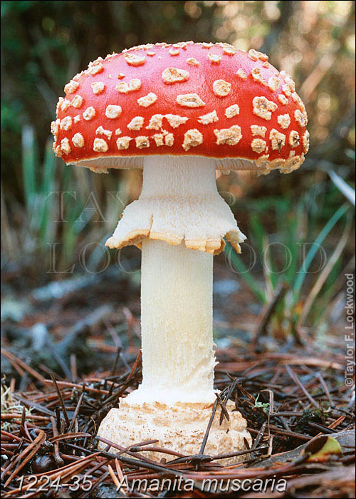 Amanita muscaria