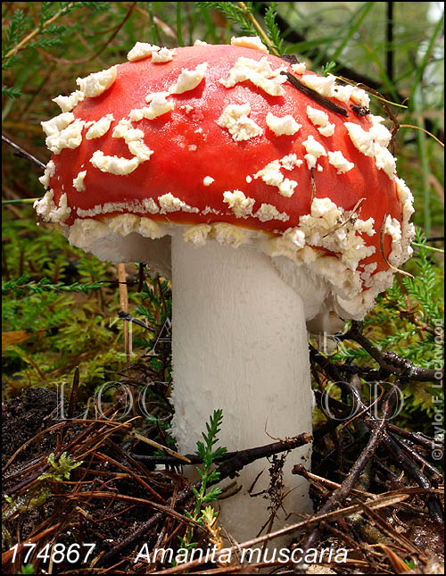 Amanita muscaria