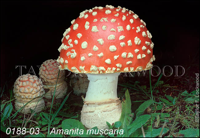 Amanita muscaria