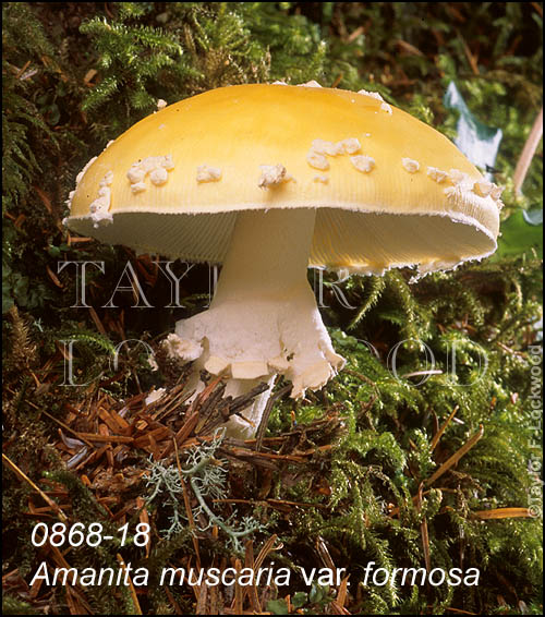 Amanita muscaria var. formosa