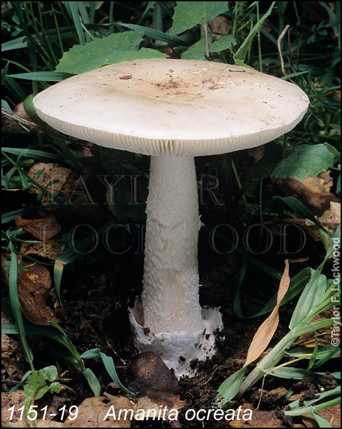 Amanita ocreata