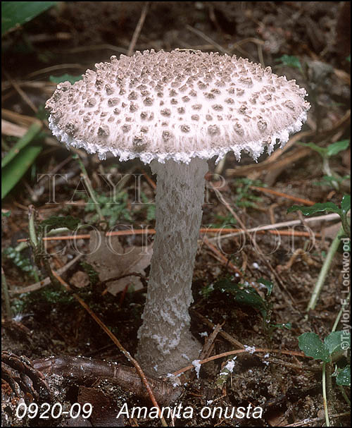 Amanita onusta