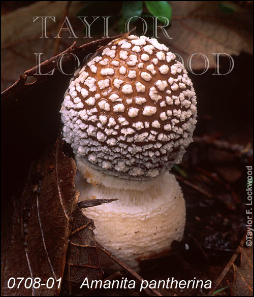 Amanita pantherina