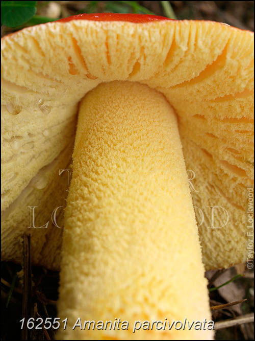 Amanita parcivolvata