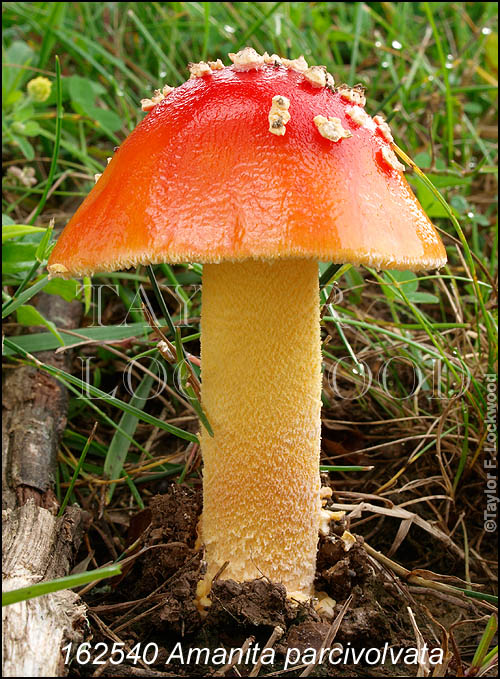 Amanita parcivolvata