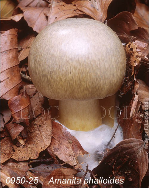 Amanita phalloides - the Death Cap