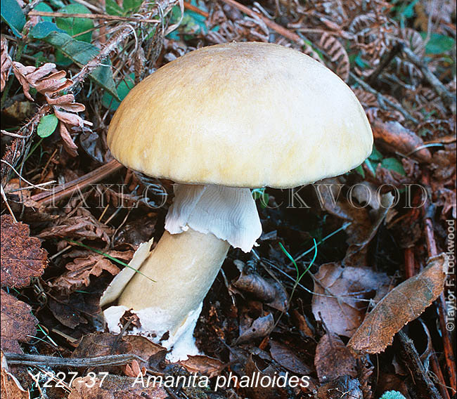 Amanita phalloides - Death Cap