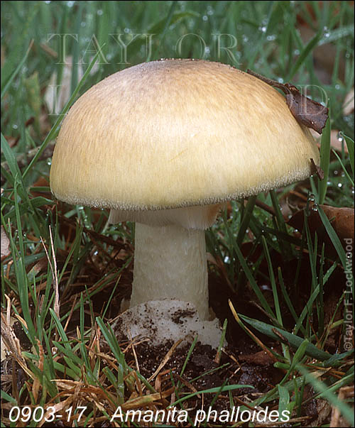 Amanita phalloides - the Death Cap