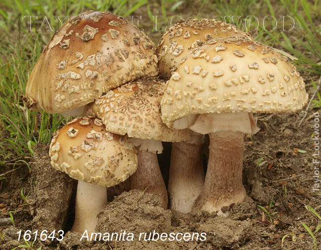 Amanita rubescens