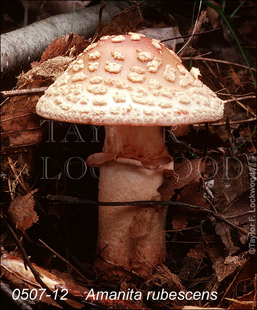 Amanita rubescens