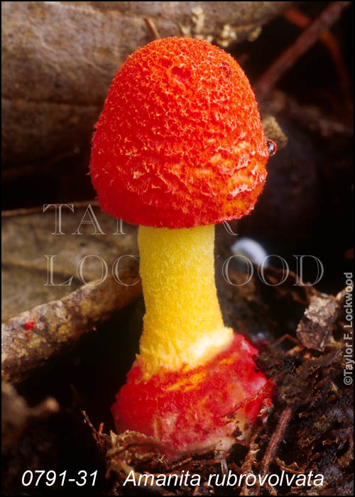 Amanita rubrovolvata