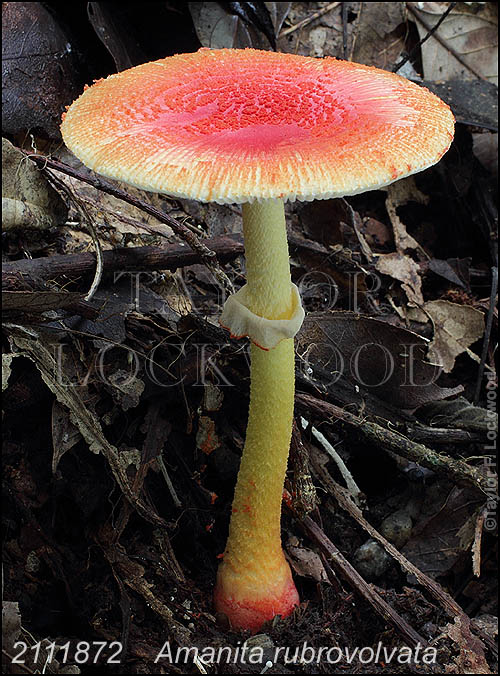 Amanita rubrovolvata