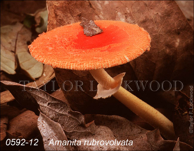 Amanita rubrovolvata