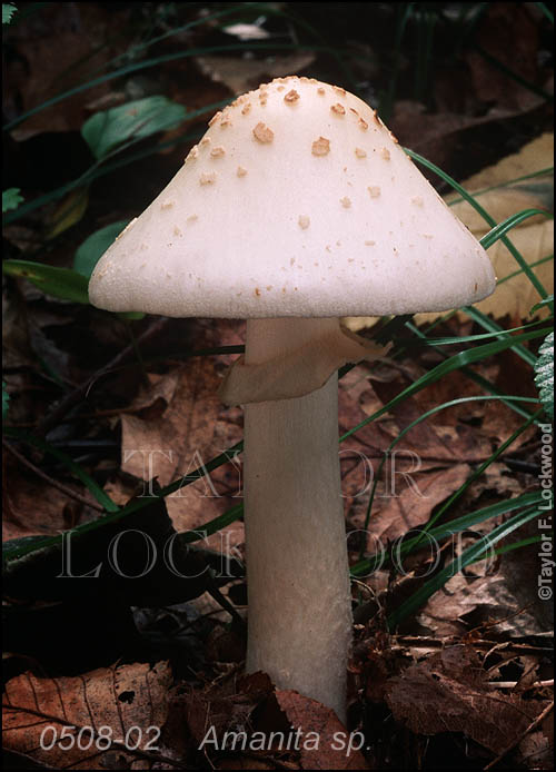 Amanita sp.