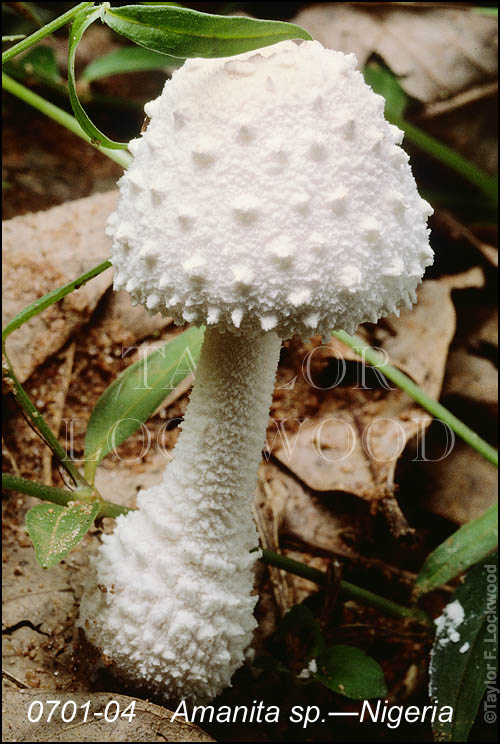 Amanita sp.