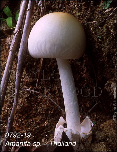 Amanita sp.