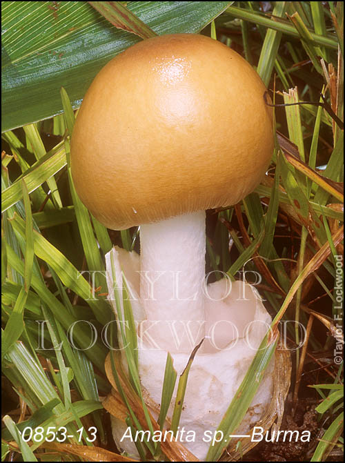 Amanita sp. - Burma